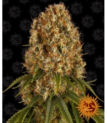 Orange Sherbert - Barney's Farm.