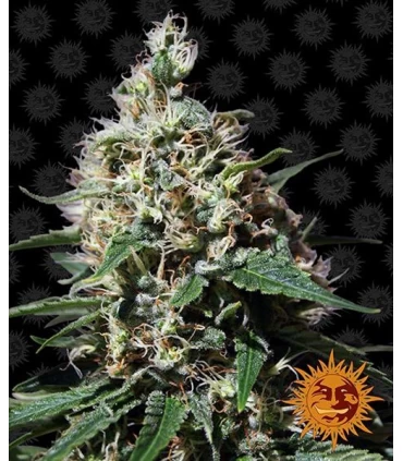 Peppermint Kush - Barney's Farm.