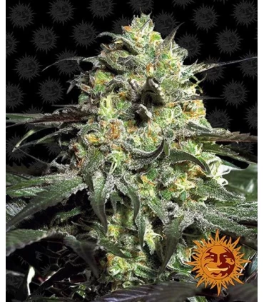 Peyote Cookies - Barney's Farm.