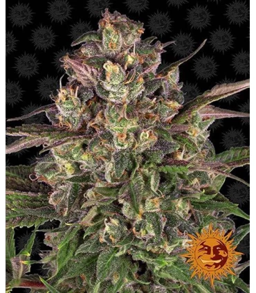 Peyote Critical - Barney's Farm.