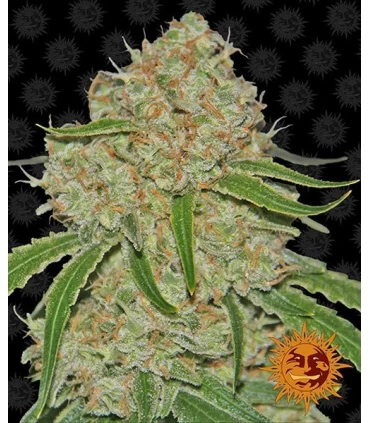 Phantom OG - Barney`s Farm.