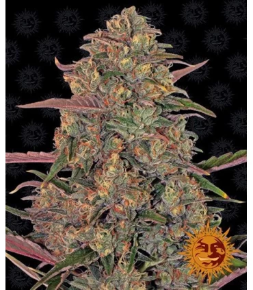 Pineapple Chunk - Barney's Farm.