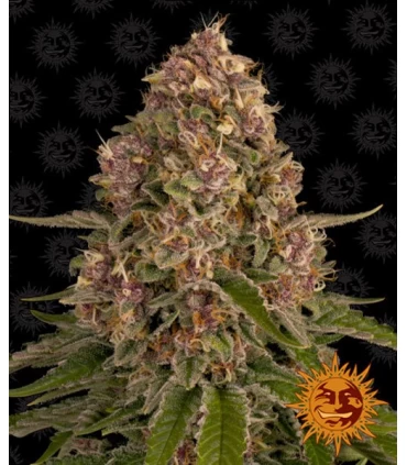 Pink Kush - Barney's Farm.