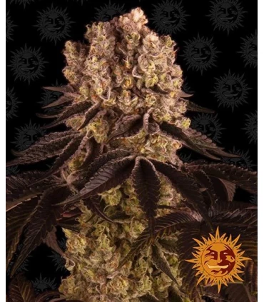 Purple Punch - Barney's Farm.