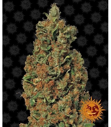 Red Diesel - Barney's Farm.