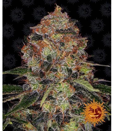 Shiskaberry - Barney's Farm.