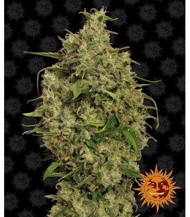 Sweet Tooth - Barney's Farm.