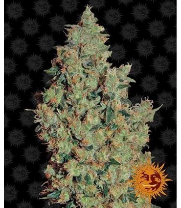Tangerine Dream - Barney's Farm.