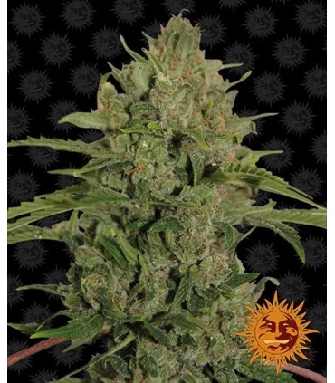 Triple Cheese - Barney´s Farm.