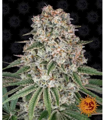 Tropicanna Banana - Barney's Farm.