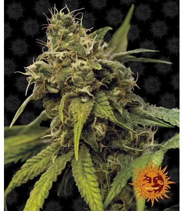 Utopia Haze - Barney's Farm.