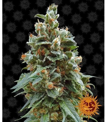 Vanilla Kush - Barney's Farm.