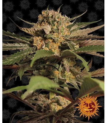 Violator Kush - Barney's Farm.