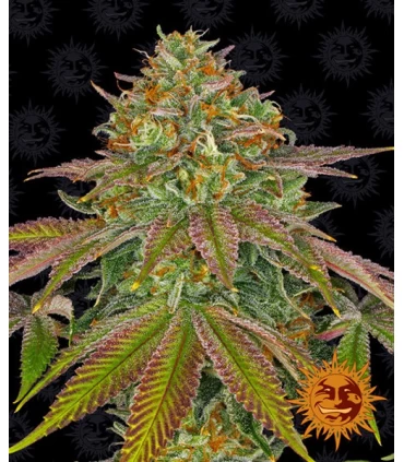Wedding Cake - Barney's Farm.