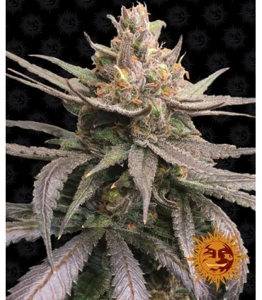 Red Dragon - Barney's Farm.