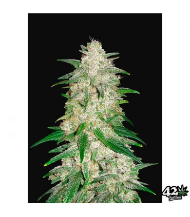 Auto Gelato - FastBuds - Kayamurcia.es