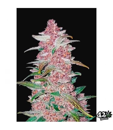 Auto Blackberry - FastBuds - Kayamurcia.es