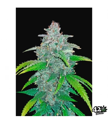 Auto Blue Dream´matic - FastBuds - Kayamurcia.es
