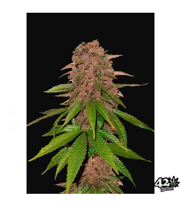 Auto C4 - FastBuds - Kayamurcia.es