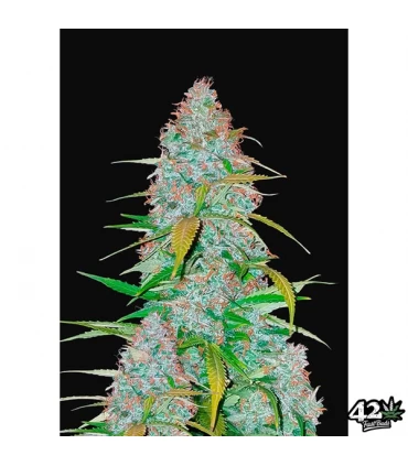 Auto Californian Snow - FastBuds - Kayamurcia.es