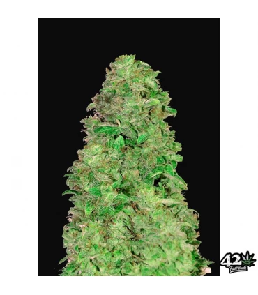 Auto CBD 20:1 - FastBuds - Kayamurcia.es