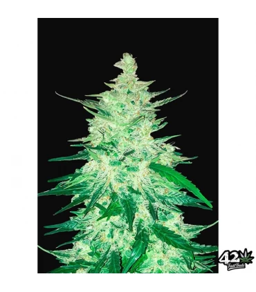 Auto CBD Crack - FastBuds - Kayamurcia.es