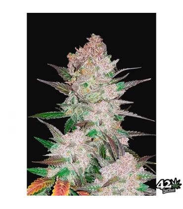 Auto Cream Cookies - FastBuds - Kayamurcia.es