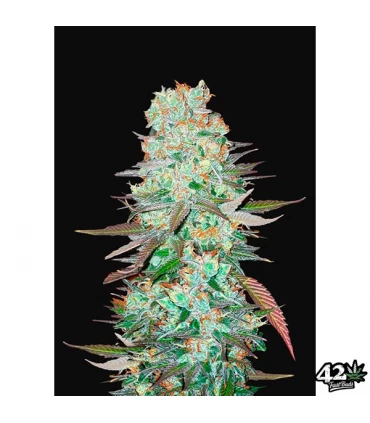 Auto G14 - FastBuds - Kayamurcia.es