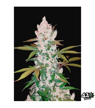 Auto Girl Scout Cookies - FastBuds - Kayamurcia.es