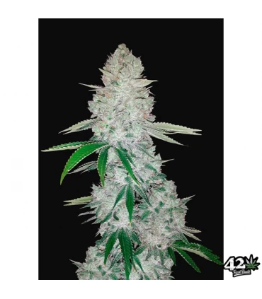 Auto Gorilla Glue - FastBuds - Kayamurcia.es