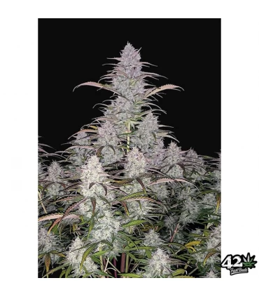 Auto Green Crack - FastBuds - Kayamurcia.es