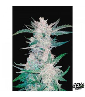 Auto Mexican Airlines - FastBuds - Kayamurcia.es