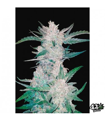 Auto Mexican Airlines - FastBuds - Kayamurcia.es