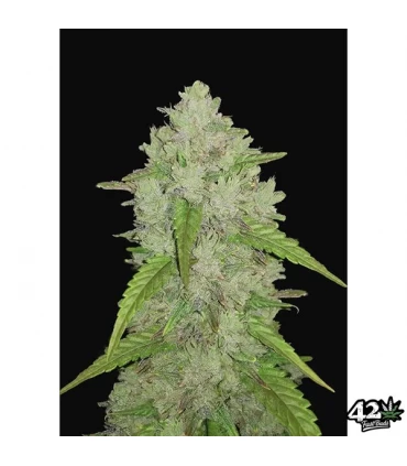 Auto Amnesia Haze - FastBuds - Kayamurcia.es