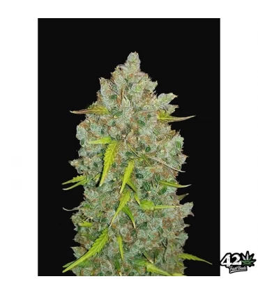 Auto Bubblegum - FastBuds - Kayamurcia.es