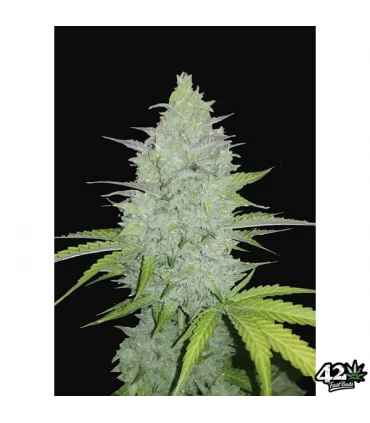 Auto Cheese - FastBuds - Kayamurcia.es
