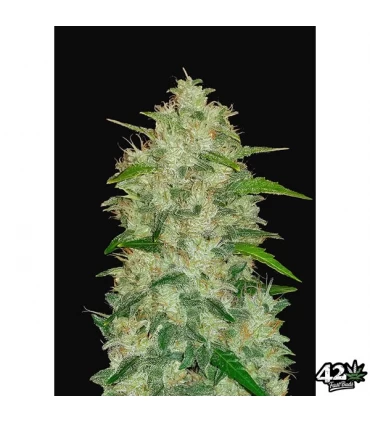 Auto Chemdawg - FastBuds - Kayamurcia.es