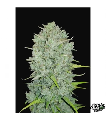 Auto Northern Lights - FastBuds - Kayamurcia.es
