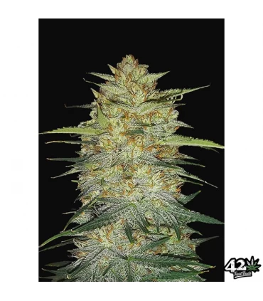 Auto OG Kush - FastBuds - Kayamurcia.es