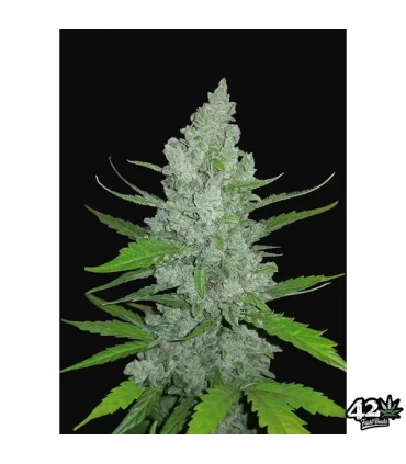 Auto Sour Diesel - FastBuds - Kayamurcia.es