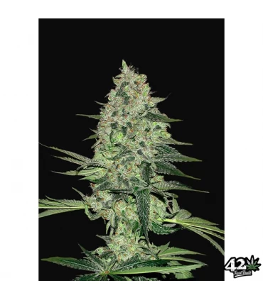 Auto Rhino Ryder - FastBuds - Kayamurcia.es