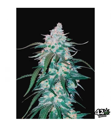 Auto Pineapple Express - FastBuds - Kayamurcia.es