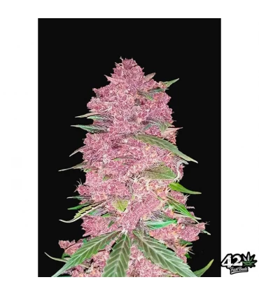 Auto Purple Lemonade - FastBuds - Kayamurcia.es