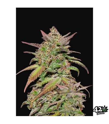 Auto Smoothie - FastBuds - Kayamurcia.es