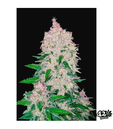 Auto Stardawg - FastBuds - Kayamurcia.es