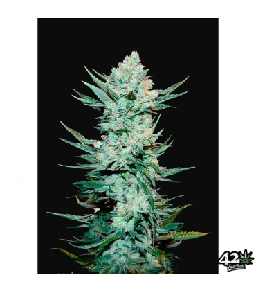 Auto Tangie Matic - FastBuds - Kayamurcia.es
