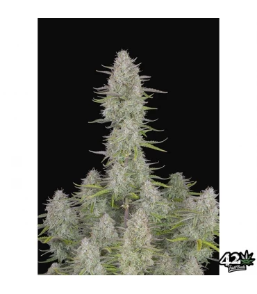 Wedding Cheesecake - FastBuds - Kayamurcia.es