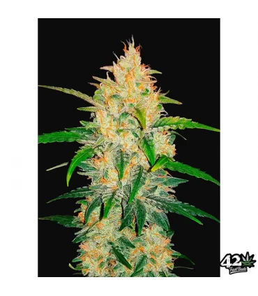 Auto Zkittlez - FastBuds - Kayamurcia.es
