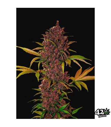 Auto LSD-25 - FastBuds - Kayamurcia.es