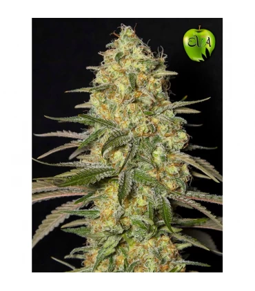 Black Dream - Eva Seeds - Kayamurcia.es